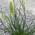 Perovec psiarkovitý (Pennisetum alopecuroides) ´LITTLE BUNNY´ kont. P9